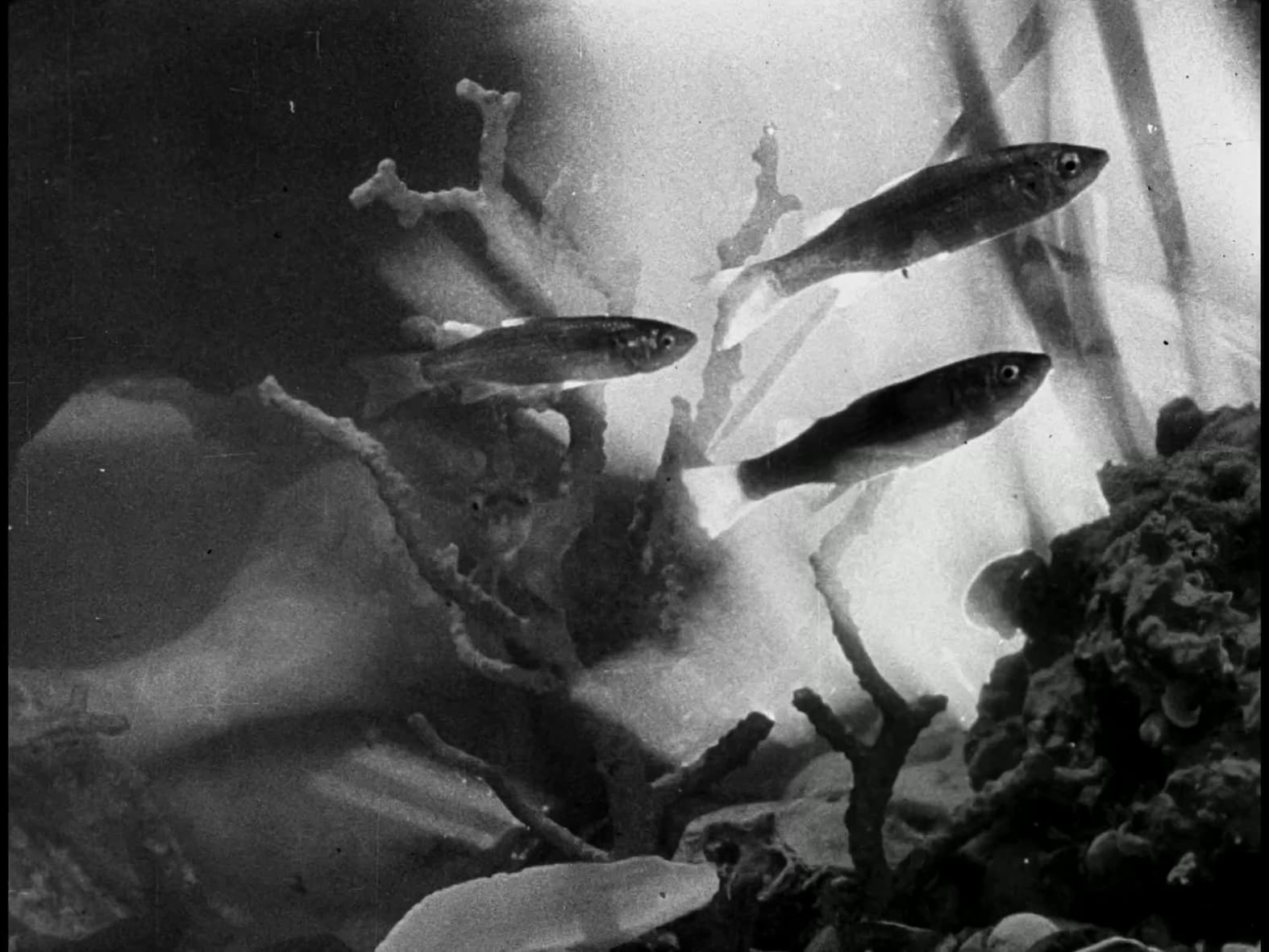 Fantasia-sottomarina-2